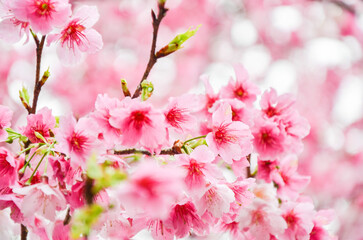 Cherry blossoms in full bloom.