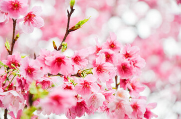 Cherry blossoms in full bloom.