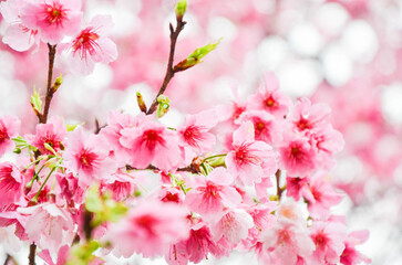 Cherry blossoms in full bloom.