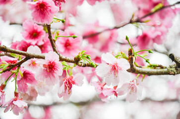 Cherry blossoms in full bloom.