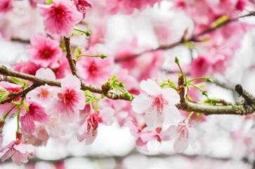 Cherry blossoms in full bloom.