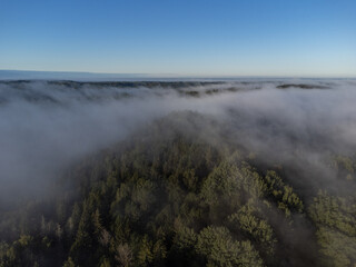 Moody summer morning and green tree tops covered with fog
