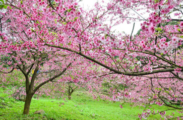 Fototapeta premium Cherry blossoms in full bloom.