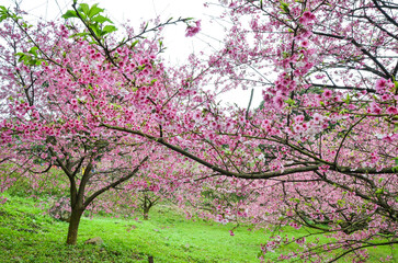 Obraz premium Cherry blossoms in full bloom.
