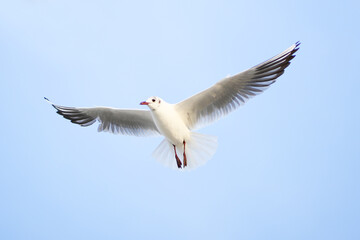 Herring gull white color, under view. Sea gull open wings flying on clear blue sky background.
