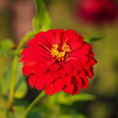 A beautiful red Zinnia flower
