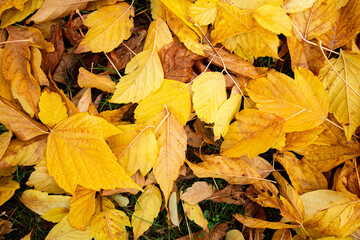 Yellow autumn leaves on grassy ground