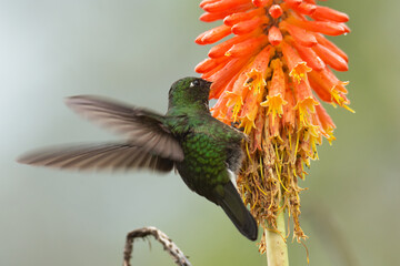 Colibr&iacute; turmalina (Heliangelus exortis) tomando n&eacute;ctar de la planta Kniphofia uvaria en un bosques de niebla de Colombia.