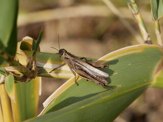 A large grasshopper is preparing to jump from a long cattail stalk on a sunny spring day. The life of arthropods in a natural environment. A brown arthropod in a meadow.