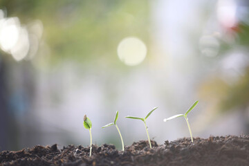 small cantaloupe sprout plant growing