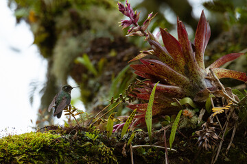Colibr&iacute; turmalina (Heliangelus exortis) polinizando bromelia en el bosque de niebla del Valle del Cocora