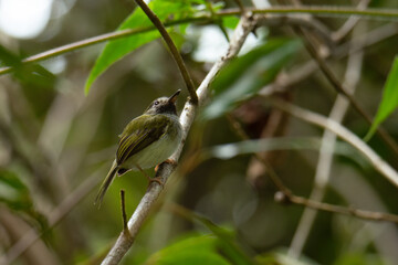 Picochato carinegro (Hemitriccus granadensis) en el bosque de niebla del valle del cocora 