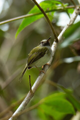 Picochato carinegro (Hemitriccus granadensis) en el bosque de niebla del valle del cocora 