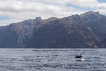 Scenic view on jumping bottlenose dolphins sticking out of water near cliff Los Gigantes, Santiago del Teide, west coast Tenerife, Canary Islands, Spain, Europe. Mammals swimming in Atlantic Ocean