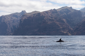 Fototapeta premium Scenic view on dorsal fin of bottlenose dolphins sticking out of water near cliff Los Gigantes, Santiago del Teide, western Tenerife, Canary Islands, Spain, Europe. Mammals swimming in Atlantic Ocean