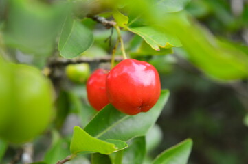 red apples on a branch