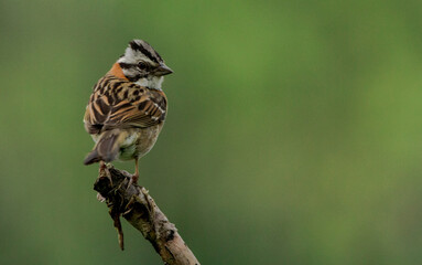 Rufous-collared Sparrow