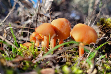SETAS DE EL BURGO DE OSMA