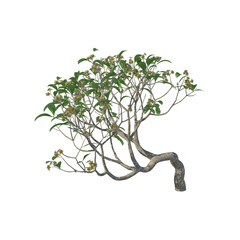 Frangipagi kamboja plumeria isolated 3d render, light for daylight, easy to use