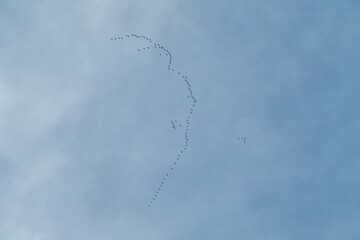 A swarm of storks flying in formation at the Baltic Sea in a bird reserve on Sobieszewo island, Poland.  Nature reserve and wildlife paradise. Serenity and calmness