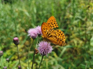 Orange and black butterfly on purple flower. Summer with sunshine and blurred green plant background.