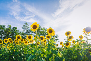 Group of yellow sunflower in the abundance field with blue sky background