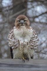 Hawk