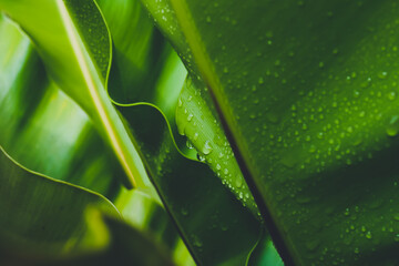 Selective focus on rain drop and dew on the leaf of bird's nest fern with bulr background in the rainy season