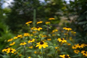 満開に咲く、夏のルドベキア