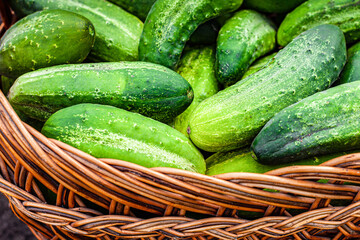 natural fresh cucumber lies in a basket