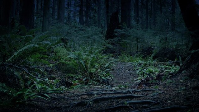 Path Through Dark Mysterious Woodland