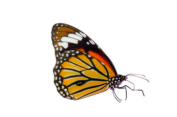 Fototapeta na wymiar Orange butterfly on white background. Isolate