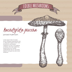 Macrolepiota procera aka parasol mushroom sketch on cardboard background. Edible mushrooms series.