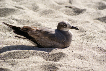Fototapeta premium Dark Seagull