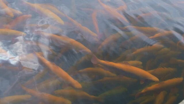 Rainbow trout swims in the water at a fish farm, fish farming