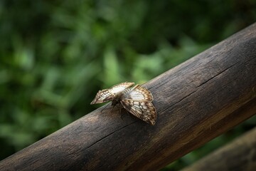 Mariposa posada en madera