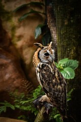 buho cazador con presa sujetada