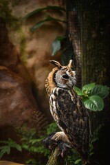 buho cazador con presa sujetada