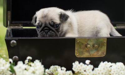 Pug in box Puppy 