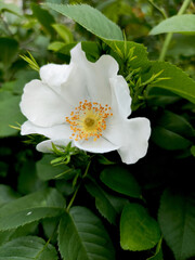 white rosehip on a green natural background
Flower structure of wild rose, petals, stamens and pistils, Rosa canina. Closeup of white flower against a background of green leaves. 