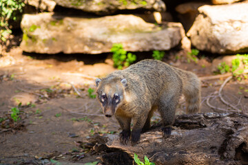 Naklejka premium A nosoha animal in the forest is looking for food