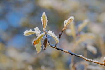 Winter background. First hoarfrost on leaves. 
