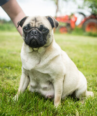 Pregnant pug dog 