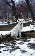 Obraz na płótnie Canvas dog in snow