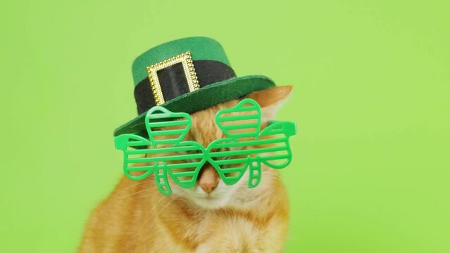 Funny St Patrick&rsquo;s Day Cat with Shamrock Glasses on Green Screen
