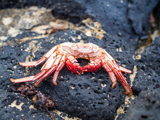 Red dead crab on the beach on black lava stones