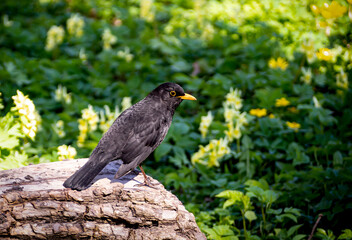 Blackbird in the park close up. city bird. fallen tree .natural spring background of flowers and leaves