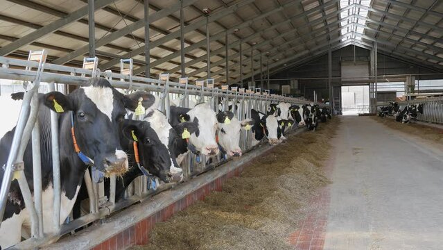 Cows in barns. Feeding cows on a dairy farm.
Cows in barns