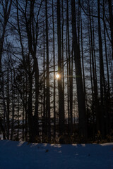 冬のカラマツ林から見える夕日
