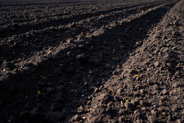 Arable land. Tillage. Furrows rows in a plowed field prepared for planting crops in spring. Agricultural background